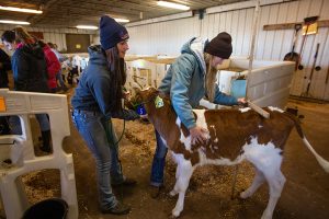 Krista Wellnitz and Dong Isbister from UW–Platteville study gender ratios and career choice in dairy-related majors